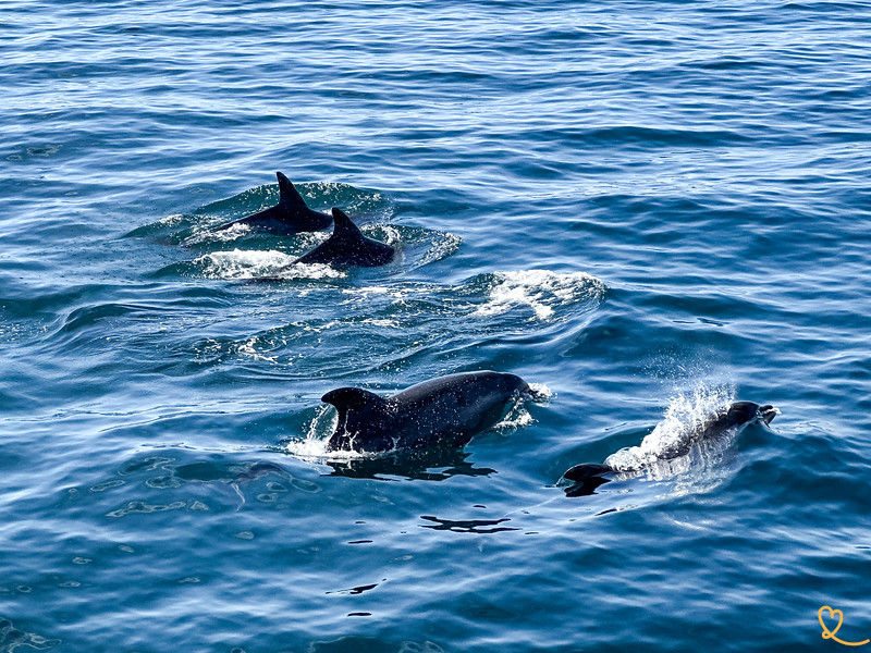 escursione delfini lagune balene